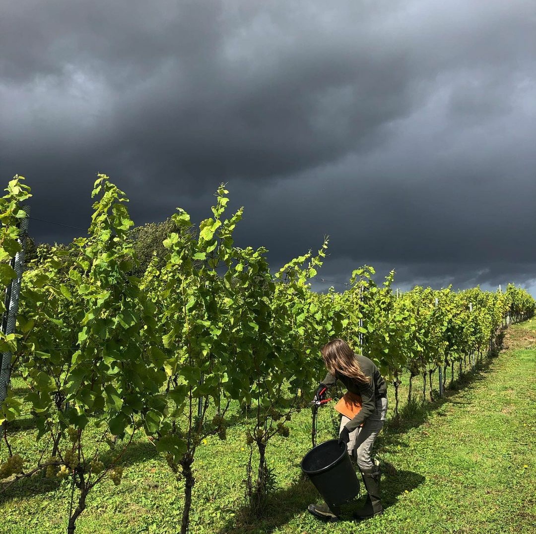 Bsixtwelve vineyard Bsixtwelve vineyard